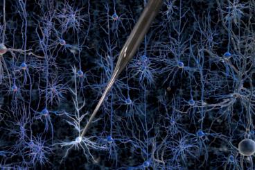 A robotically controlled glass electrode enables single-cell electrical recordings in living brain tissue. Credit: Georgia Tech