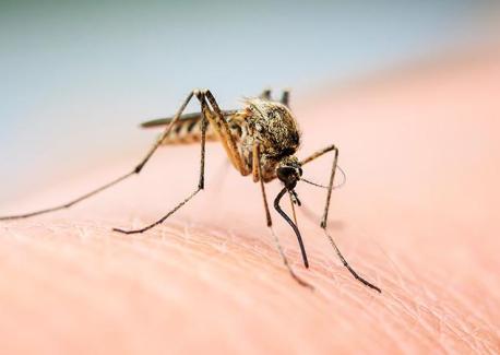 Why Mosquitoes Swarm Your Head: They’re Following Signals, Not Each Other